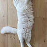 animal, cat, cozy, cute, domestic_cat, feline, fluffy, fur, indoor, lying_down, paws, pet, quiet, relaxed, resting, sleeping, tail, whiskers, white_cat, wooden_floor