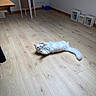 Simba a rejoint le concours — aidez-le/la à gagner de superbes lots ! animal, box, cat, curious, decor, domestic, flooring, fluffy, furniture, indoor, light, lying_down, minimalist_room, paw_raised, pet, plant, playful, relaxed, white_cat, wooden_floor