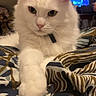animal, bedroom, blanket, cat, closeup, cozy, cute, domestic_cat, feline, fur, indoor, pale, patterned_blanket, paw, pet, portrait, relaxed, resting, whiskers, white_cat