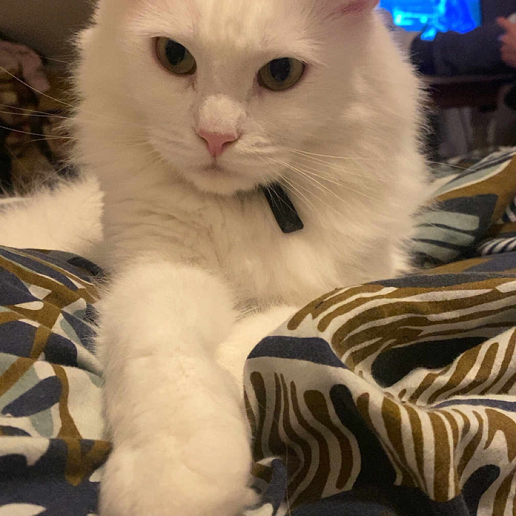 Simba