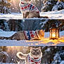 cat, snow, winter, sweater, lantern, outdoor, sunlight, forest, playful, animal, pet, festive, cold, nature, feline, jumping, curious, holiday, scenic, cute