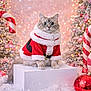 Snowball joined the competition — help win amazing prizes! cat, santa_suit, christmas, holiday, festive, snow, candy_cane, ornament, christmas_tree, winter, cute, fluffy, white_block, decorations, sparkle, red, white, seasonal, celebration, pet