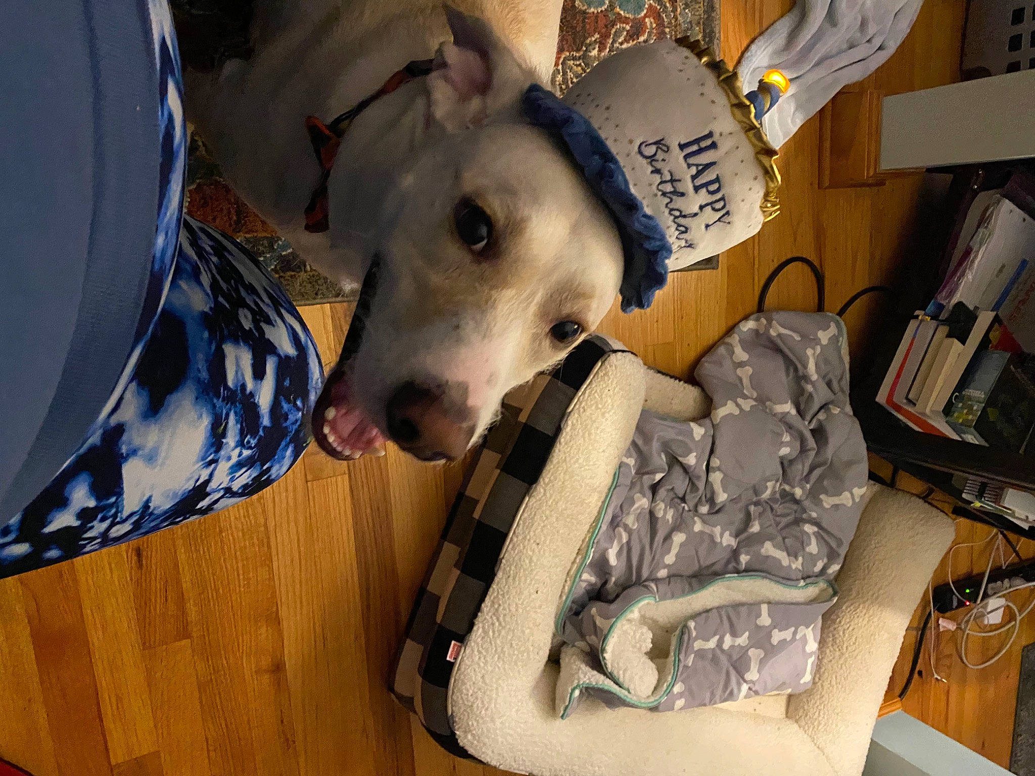 Kramer is registered to the contest to win money with this photo: auto_part, canidae, carnivore, comfort, companion_dog, dog, dog_breed, dog_supply, fashion_accessory, fawn, fur, metal, non_sporting_group, personal_protective_equipment, pet_supply, snout, sporting_group, toy, working_animal