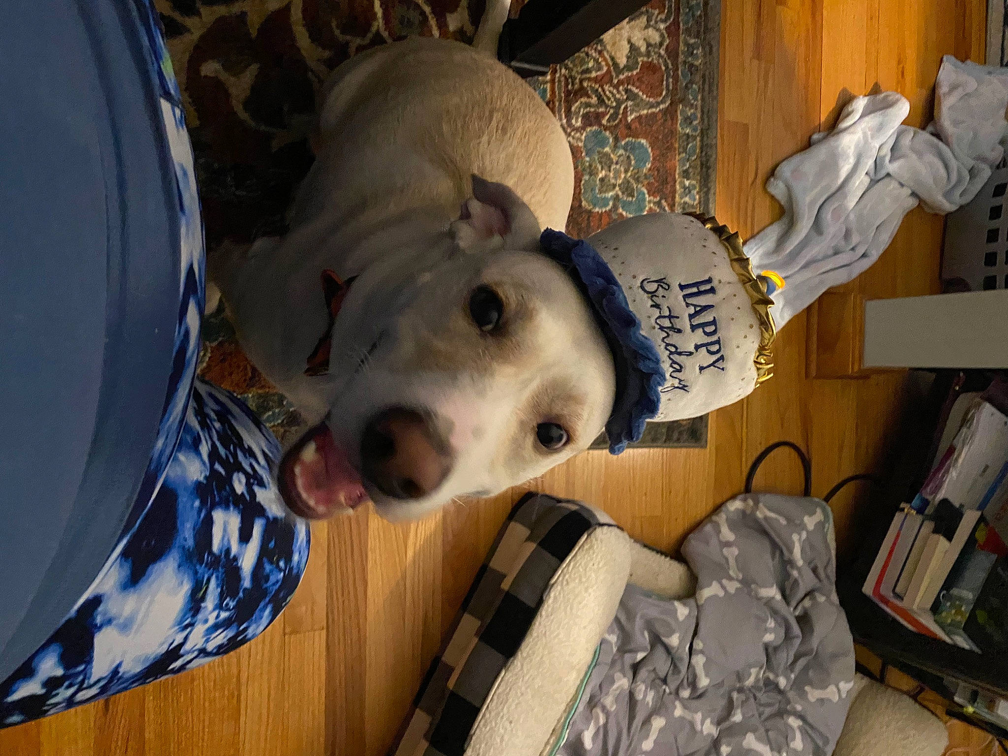 Kramer is registered to the contest to win money with this photo: adventure, art, ball, canidae, carnivore, companion_dog, dog, dog_breed, fur, non_sporting_group, personal_protective_equipment, sculpture, snout, sporting_group, statue, whiskers, wood, working_animal