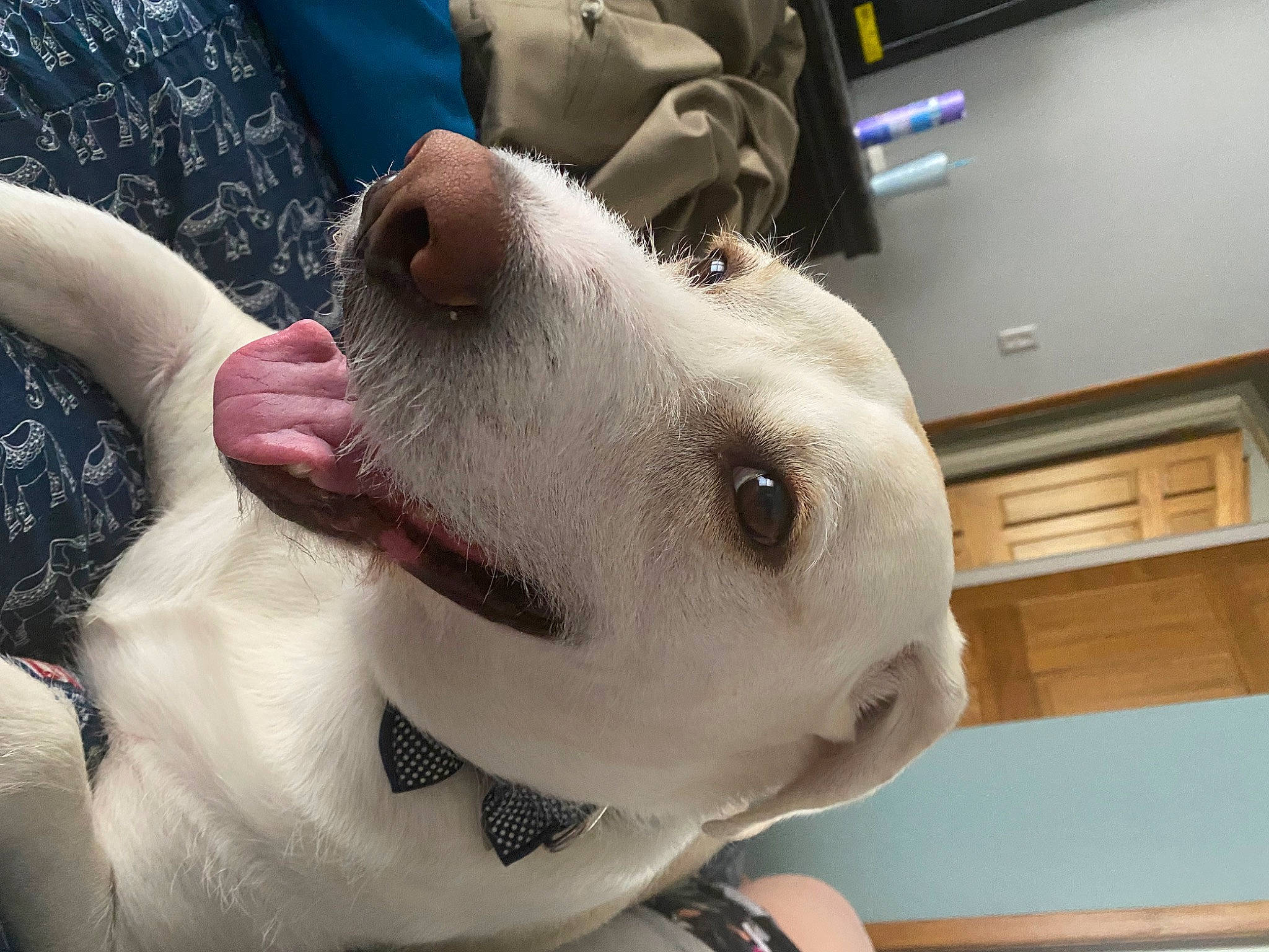 Kramer joined the competition — help win amazing prizes! canidae, carnivore, collar, companion_dog, dog, dog_breed, dog_collar, ear, eyelash, eyewear, fawn, flooring, fur, jaw, non_sporting_group, selfie, snout, sporting_group, whiskers, working_animal