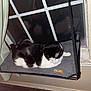 cat, black_and_white, window, hammock, indoor, pet, resting, curtain, wall, suction_cup, cozy, feline, sleeping_spot, floor, home, quiet, domestic, animal, relaxing, window_hammock