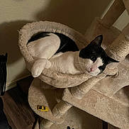 Mj. joined the competition — help win amazing prizes! cat, black_and_white_cat, cat_tree, hammock, indoor, plush, pet, relaxed, wooden_floor, toy_car, furniture, animal, whiskers, paw_print, scratching_post, cozy, domestic_cat, resting, pet_toy, home