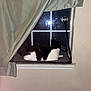 Mj. joined the competition — help win amazing prizes! cat, black_and_white_cat, window, curtain, night, indoor, pet, animal, feline, resting, perch, looking_out, home, cozy, quiet, domestic, windowsill, fur, black, white