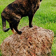 Coco joined the competition — help win amazing prizes! cat, tortoiseshell_cat, rock, grass, field, outdoor, animal, nature, mammal, feline, pet, wildlife, greenery, fur, standing, side_view, ears, tail, daytime, tree_line