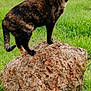 cat, tortoiseshell_cat, rock, grass, field, outdoor, animal, nature, mammal, feline, pet, wildlife, greenery, fur, standing, side_view, ears, tail, daytime, tree_line