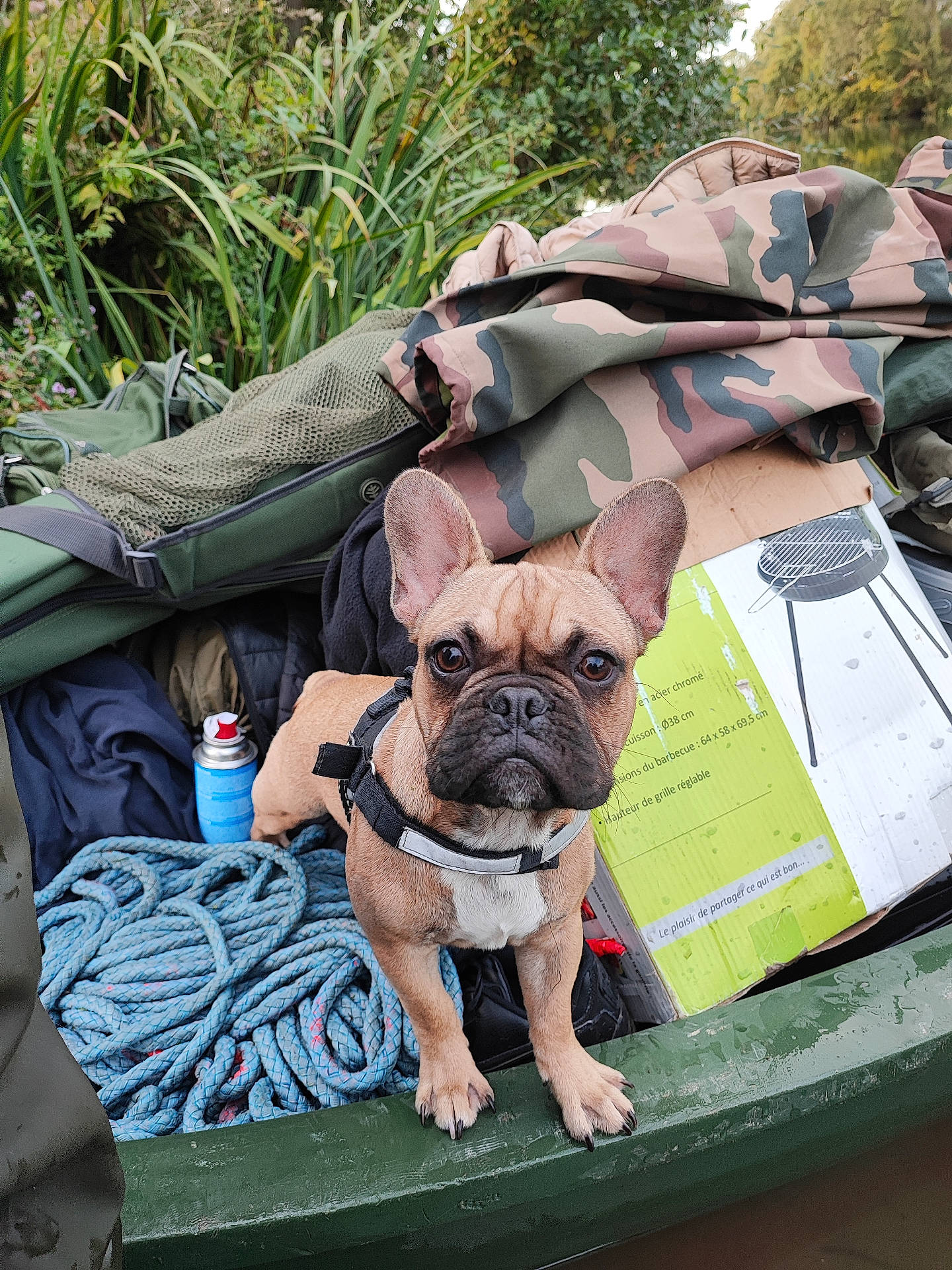 Taïko participe au concours pour gagner de l'argent avec cette photo : accessories, animal, bag, blanket, boat, boxer, bulldog, canine, clothing, dog, frenchbulldog, handbag, pet, pitbull, pug, puppy, shorts, summer, transportation, vehicle