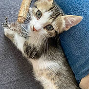Perle participe au concours pour gagner de l'argent avec cette photo : kitten, cat, toy, feathers, whiskers, fur, eyes, jeans, fabric, playing, pet, animal, cute, closeup, indoor, resting, young, small, curious, cozy