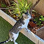 Perle participe au concours pour gagner de l'argent avec cette photo : cat, tabby, garden, plants, grass, pot, sunlight, outdoor, curious, standing, greenery, nature, pet, animal, feline, leaf, soil, daylight, vine, wall
