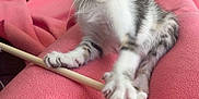 Perle participe au concours pour gagner de l'argent avec cette photo : kitten, cat, pet, indoor, blanket, pink, wooden_stick, playful, cute, young, fur, ears, whiskers, claws, couch, chair, home, cozy, animal, curious