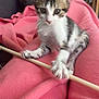 kitten, cat, pet, indoor, blanket, pink, wooden_stick, playful, cute, young, fur, ears, whiskers, claws, couch, chair, home, cozy, animal, curious