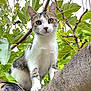 cat, tree, branch, leaves, outdoor, animal, pet, nature, greenery, curious, feline, whiskers, closeup, looking, young, mammal, daylight, fur, ears, eyes