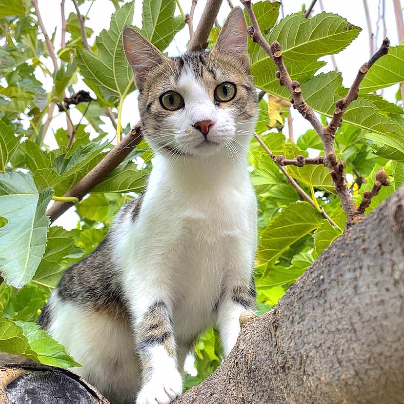 Perle participe au concours pour gagner de l'argent avec cette photo : animal, branch, cat, closeup, curious, daylight, ears, eyes, feline, fur, greenery, leaves, looking, mammal, nature, outdoor, pet, tree, whiskers, young