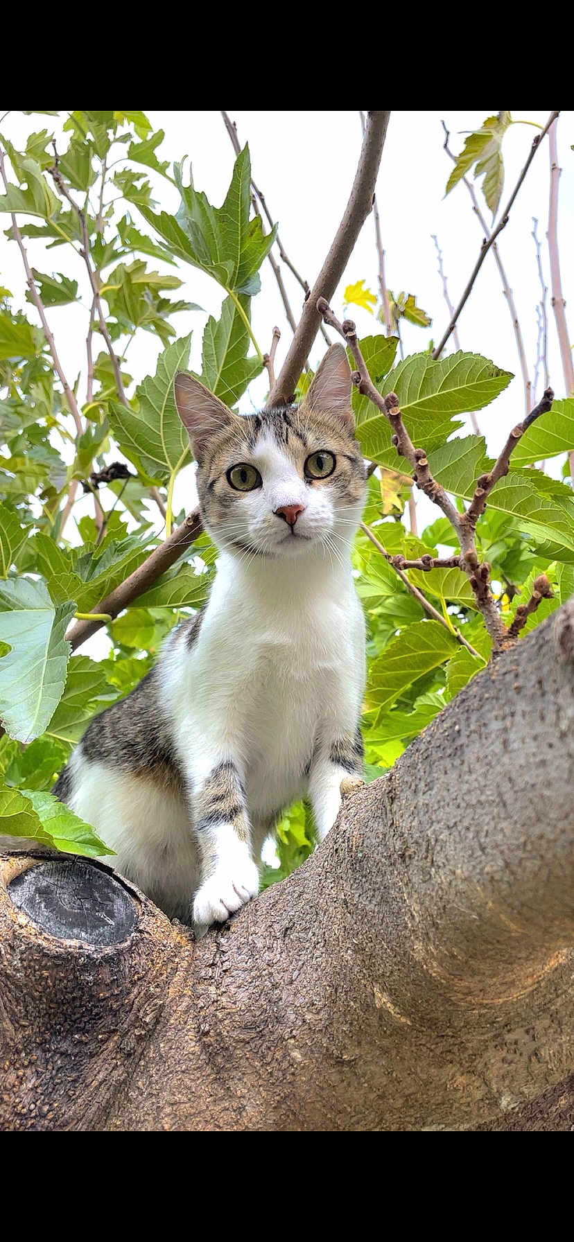 Perle participe au concours pour gagner de l'argent avec cette photo : cat, tree, branch, leaves, outdoor, animal, pet, nature, greenery, curious, feline, whiskers, closeup, looking, young, mammal, daylight, fur, ears, eyes