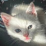 kitten, cat, white_cat, blue_eyes, close_up, pet, animal, feline, whiskers, pink_nose, sunlight, soft_fur, cute, young_cat, domestic_cat, portrait, indoor, cozy, face, sleepy