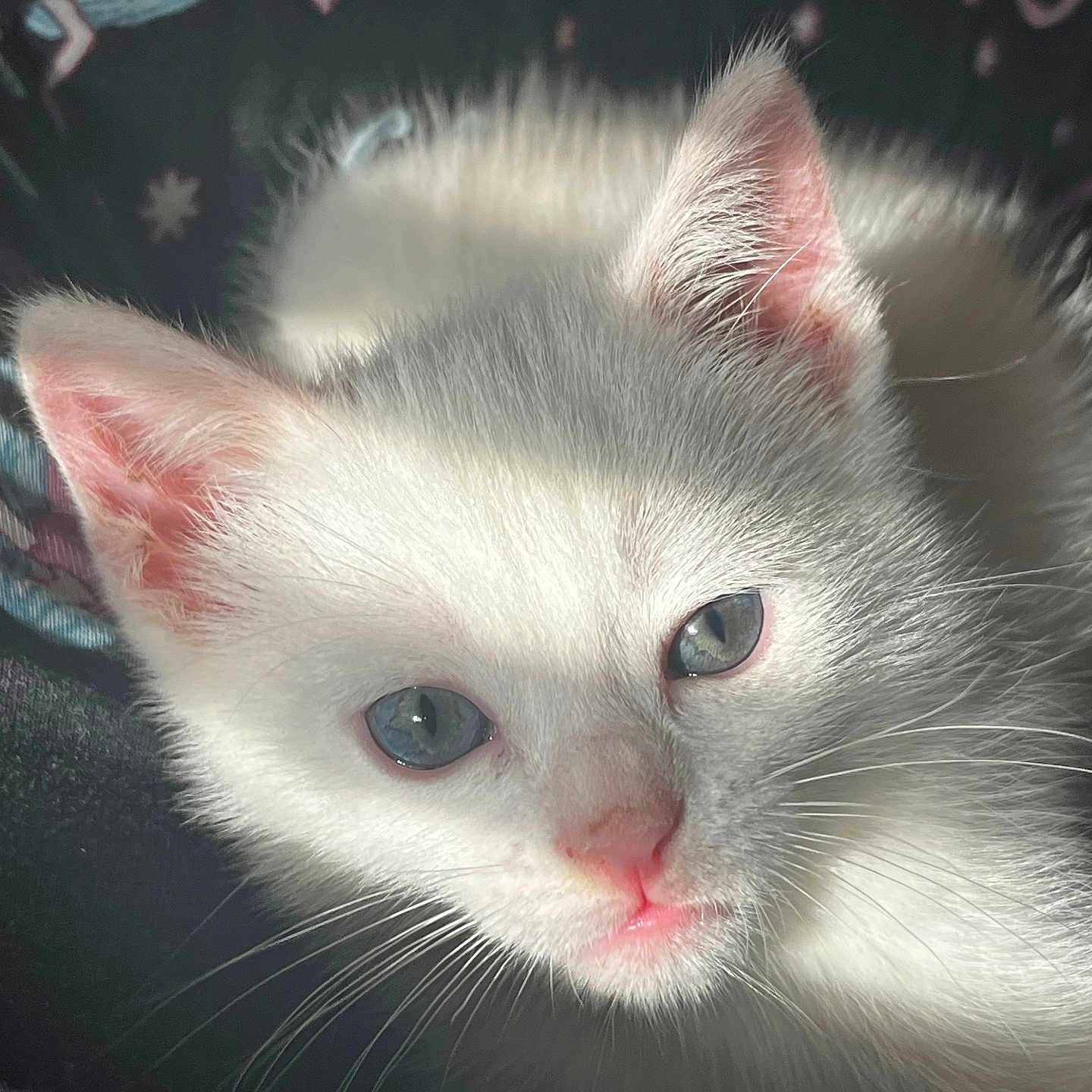 Peppermint is registered to the contest to win money with this photo: animal, blue_eyes, cat, close_up, cozy, cute, domestic_cat, face, feline, indoor, kitten, pet, pink_nose, portrait, sleepy, soft_fur, sunlight, whiskers, white_cat, young_cat
