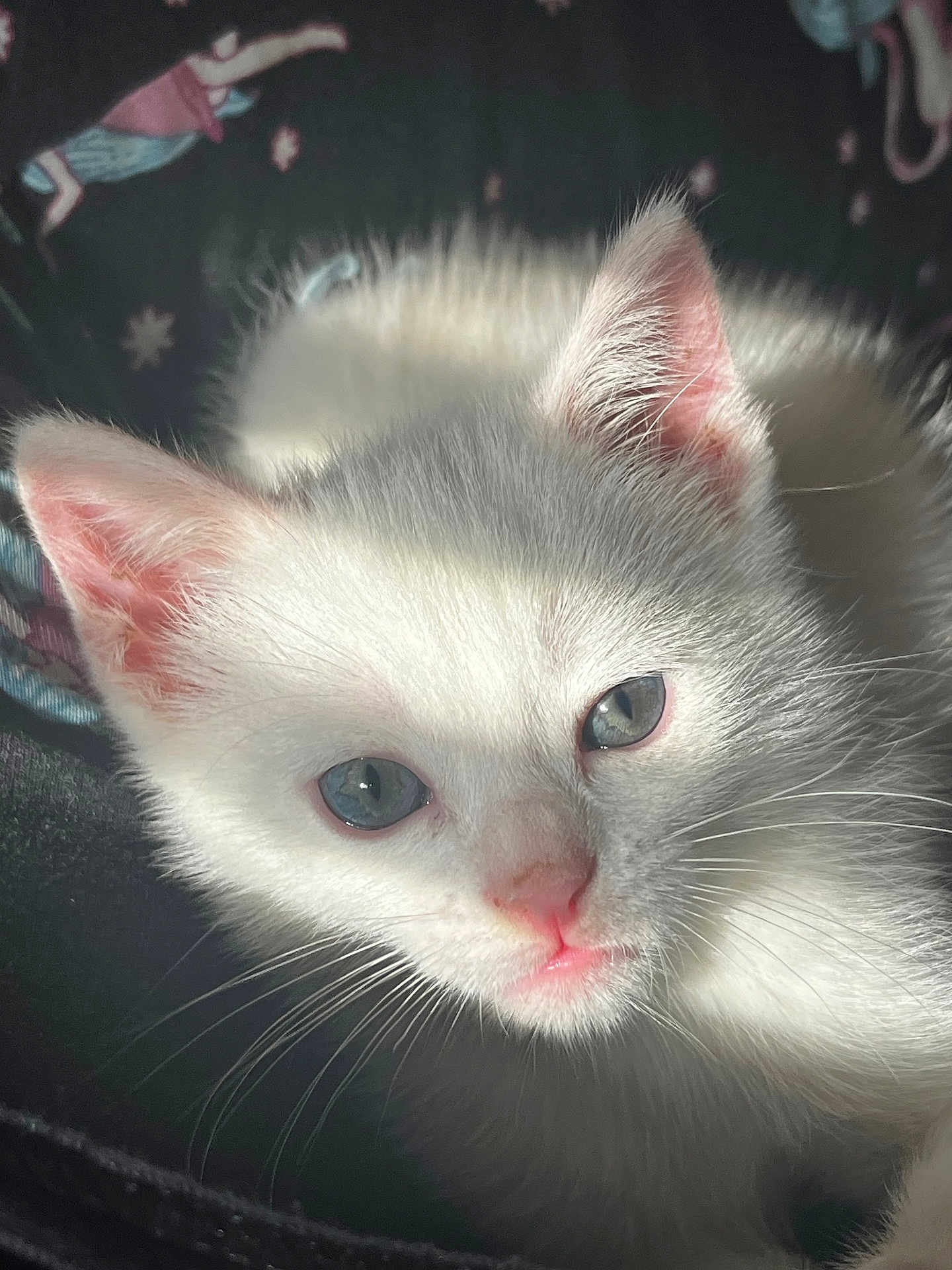 Peppermint is registered to the contest to win money with this photo: kitten, cat, white_cat, blue_eyes, close_up, pet, animal, feline, whiskers, pink_nose, sunlight, soft_fur, cute, young_cat, domestic_cat, portrait, indoor, cozy, face, sleepy