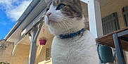 Django a rejoint le concours — aidez-le/la à gagner de superbes lots ! animal, blue_collar, cat, chair, clouds, daytime, fence, flower_pot, house, outdoor, patio, pet, plant, sitting, sky, tabby, table, tiles, white_fur, wood