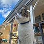 cat, tabby, white_fur, blue_collar, outdoor, patio, chair, table, flower_pot, sky, clouds, house, tiles, plant, wood, fence, daytime, pet, animal, sitting