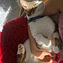 arm, bed, blanket, cat, collar, comfort, cozy, cushion, fluffy, fur, indoor, napping, paw, peaceful, person, pet, red, relaxing, sleeping, sunlight