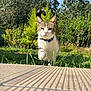 animal, blue_sky, cat, closeup, collar, cute, daylight, feline, garden, grass, greenery, mammal, nature, outdoor, pet, playful, sunlight, tree, walking, wooden_surface