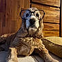 dog, glasses, floor, wooden_background, cushion, indoor, pet, fur, laying_down, portrait, closeup, brown, canine, eyes, nose, ears, tile_floor, domestic_animal, mammal, cute
