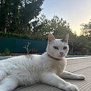 Joy participe au concours pour gagner de l'argent avec cette photo : cat, white_cat, pet, animal, outdoor, nature, relaxing, fur, collar, evening, sunset, wooden_deck, greenery, trees, plants, calm, serene, closeup, paw, resting