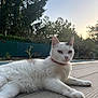 cat, white_cat, pet, animal, outdoor, nature, relaxing, fur, collar, evening, sunset, wooden_deck, greenery, trees, plants, calm, serene, closeup, paw, resting