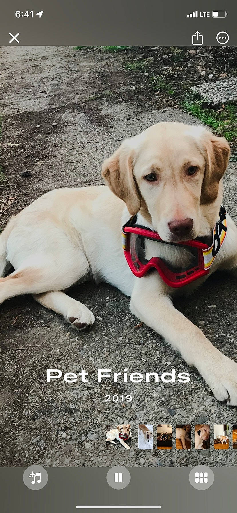 Ellie joined the competition — help win amazing prizes! adventure, canidae, carnivore, collar, companion_dog, dog, dog_breed, dog_collar, dog_supply, fashion_accessory, fawn, grass, leash, pet_supply, photo_caption, plant, snout, sporting_group, stock_photography, working_animal