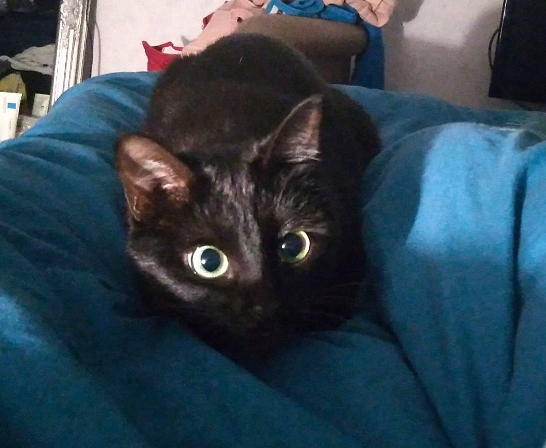 Ruby participe au concours pour gagner de l'argent avec cette photo : black_cat, bombay, carnivore, cat, comfort, domestic_short_haired_cat, ear, electric_blue, felidae, fur, grey, plant, sitting, small_to_medium_sized_cats, snout, tail, terrestrial_animal, whiskers