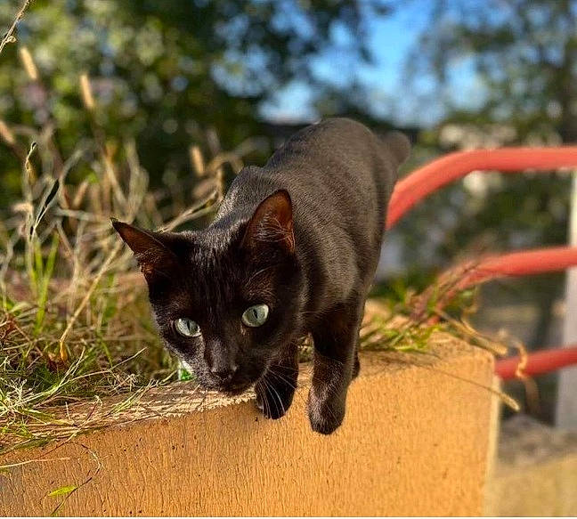 Ruby participe au concours pour gagner de l'argent avec cette photo : black_cat, bombay, canidae, carnivore, cat, domestic_short_haired_cat, felidae, flowerpot, fur, grass, havana_brown, plant, sky, small_to_medium_sized_cats, snout, tail, terrestrial_animal, tree, whiskers