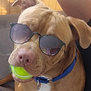 Hercules is registered to the contest to win money with this photo: accessory, animal, brown_dog, canine, chewing, closeup, collar, companionship, cute, dog, indoor, medium_size_dog, pet, playful, relaxed, seated, sunglasses, tennis_ball, tongue_hidden, toy