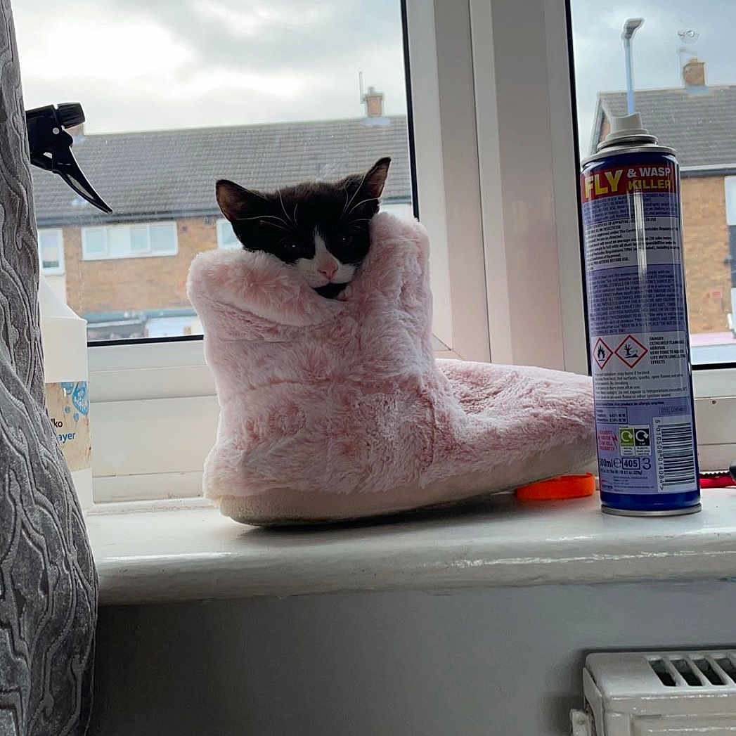 Dizzy is registered to the contest to win money with this photo: animal, architecture, blanket, bottle, building, can, cat, homedecor, indoors, kitten, linen, manx, outdoors, pet, plant, shelter, tin, towel, window, windowsill