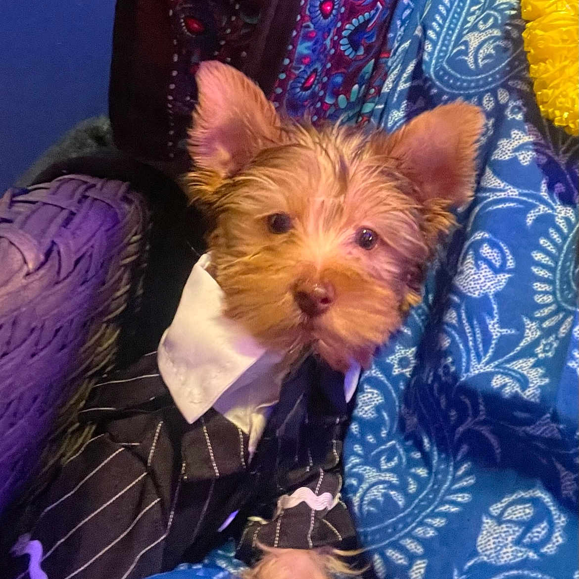 Jay Jae is registered to the contest to win money with this photo: animal, blue, brown, clothing, collar, costume, cute, dog, ears, fabric, fur, indoor, pattern, pet, pinstripe, portrait, puppy, relaxing, seated, small_dog