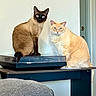 Gus Gus is registered to the contest to win money with this photo: cat, siamese_cat, orange_cat, blue_eyes, feline, pet, indoor, turntable, record_player, table, furniture, domestic_animal, closeup, two_animals, looking_at_camera, curious, sitting, household, cozy, light_wall