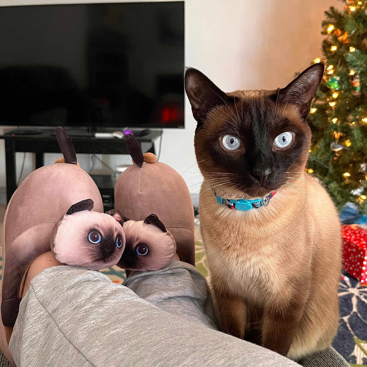Gus Gus joined the competition — help win amazing prizes! siamese_cat, cat, slippers, feet, person, living_room, television, tv_stand, christmas_tree, christmas_lights, christmas_presents, carpet, sitting, indoor, holiday, decorations, cozy, pet, relaxation, furniture