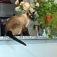 Gus Gus joined the competition — help win amazing prizes! cat, siamese_cat, blue_eyes, countertop, flowers, bouquet, green_plants, plant_pot, kitchen, indoor, figurine, unicorn, granite, home, decor, pet, animal, feline, cute, curious