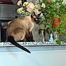 cat, siamese_cat, blue_eyes, countertop, flowers, bouquet, green_plants, plant_pot, kitchen, indoor, figurine, unicorn, granite, home, decor, pet, animal, feline, cute, curious