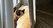 Gus Gus joined the competition — help win amazing prizes! cat, cats, window, vertical_blinds, carpet, sunlight, nap, indoor, feline, cozy, relaxing, pets, fur, tail, shadow, home, resting, domestic, companions, natural_light