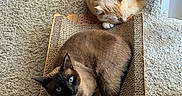 Gus Gus joined the competition — help win amazing prizes! animal, blue_eyes, cardboard_scratch_pad, carpet, cat, companion, cozy, curled_up, cute, feline, floor, indoor, orange_cat, pet, relaxed, resting, siamese_cat, sleeping, sunlight, window_blinds