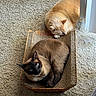 cat, siamese_cat, orange_cat, carpet, cardboard_scratch_pad, indoor, resting, sleeping, pet, feline, cozy, curled_up, blue_eyes, relaxed, window_blinds, sunlight, floor, animal, cute, companion