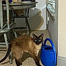 Gus Gus is registered to the contest to win money with this photo: cat, siamese_cat, watering_can, shadow, carpet, wooden_chair, wooden_table, window_blinds, indoor, pet, curious, animal, feline, domestic, floor, corner, household, blue, brown, black