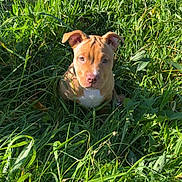 Akira participe au concours pour gagner de l'argent avec cette photo : adorable, animal, closeup, curious, cute, daylight, dog, ears, face, field, fur, grass, greenery, nature, outdoor, pet, puppy, sitting, sunlight, young