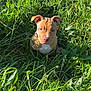 adorable, animal, closeup, curious, cute, daylight, dog, ears, face, field, fur, grass, greenery, nature, outdoor, pet, puppy, sitting, sunlight, young