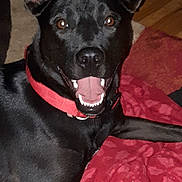 Daisy May is registered to the contest to win money with this photo: dog, black_dog, red_collar, smiling, pet, indoor, blanket, wooden_floor, ears, teeth, canine, animal, happy, lying_down, looking_at_camera, household, domestic_animal, fur, mouth_open, companion