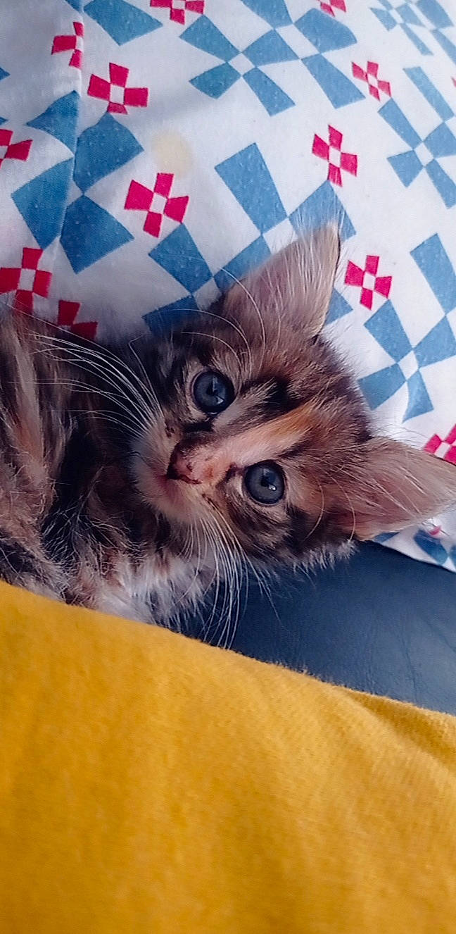 Choupie participe au concours pour gagner de l'argent avec cette photo : carnivore, cat, claw, comfort, domestic_short_haired_cat, fawn, felidae, fur, gesture, paper_product, pattern, paw, small_to_medium_sized_cats, tail, whiskers